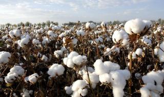 今年新疆棉花亩产量是多少 新疆棉花多少钱一斤