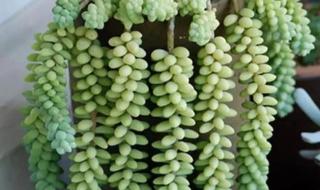 剥糖多肉葡萄好好喝