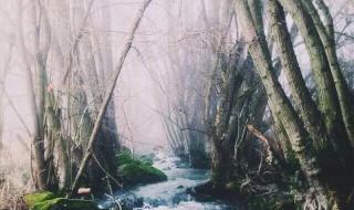 挪威的森林里那个说谎的小女孩 挪威的森林精彩片段