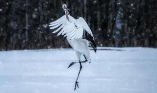 鹤舞白沙我心飞翔的意思 鹤舞白沙我心飞翔