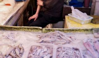 鱼界的颜值天花板